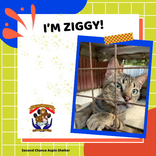 Ziggy