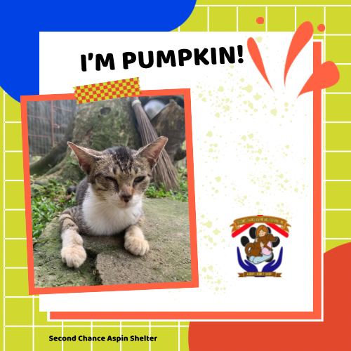 Pumpkin